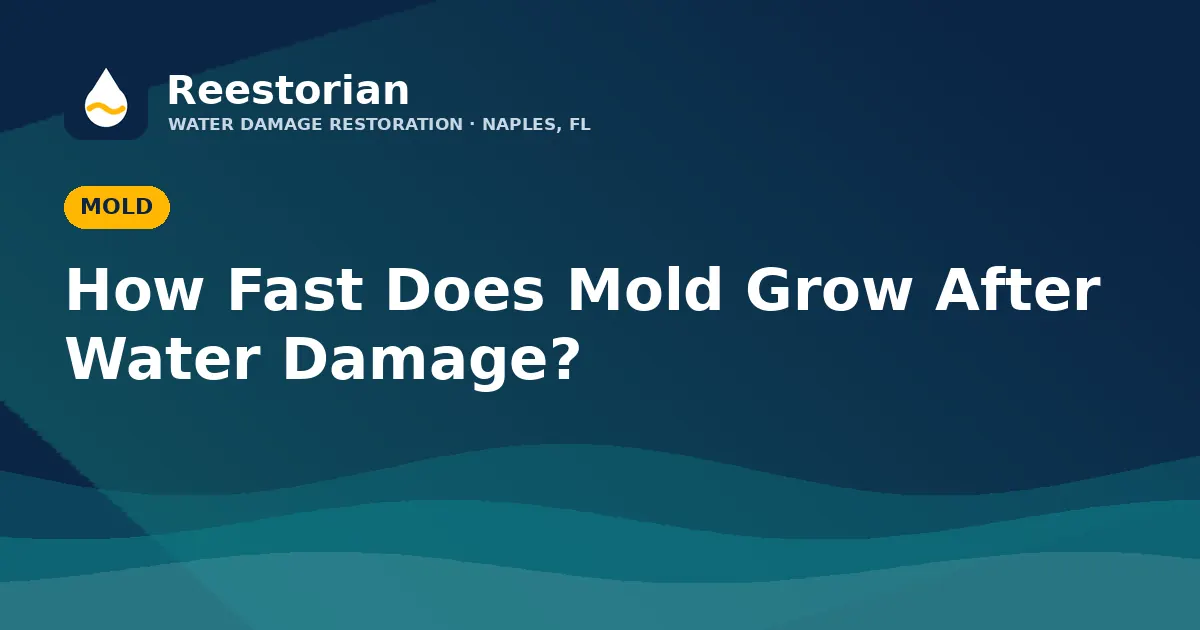 How fast mold grows after water damage guide graphic